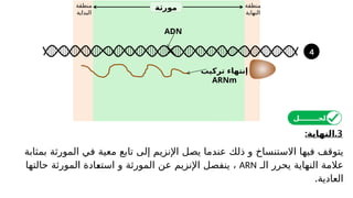 ‫منطقة‬
‫البداية‬
‫منطقة‬
‫النهاية‬
‫مورثة‬
ADN
3
: .
‫النهاية‬
‫بمثابة‬ ‫المورثة‬ ‫في‬ ‫معیة‬ ‫تابع‬ ‫إلى‬ ‫اإلنزيم‬ ‫يصل‬ ‫عندما‬ ‫ذلك‬ ‫و‬ ‫االستنساخ‬ ‫فیھا‬ ‫يتوقف‬
‫الـ‬ ‫يحرر‬ ‫النھاية‬ ‫عالمة‬
ARN
،
‫حالتھا‬ ‫المورثة‬ ‫استعادة‬ ‫و‬ ‫المورثة‬ ‫عن‬ ‫اإلنزيم‬ ‫ينفصل‬
.‫العادية‬
‫الحــــــــل‬
‫تركيب‬ ‫إنتهاء‬
ARNm
4
 
