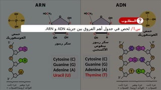 ‫ثابت‬ ‫جزء‬
+ (
‫فسفات‬
‫متغير‬ ‫جزء‬
) (
‫أزوتية‬ ‫قواعد‬
‘
5
‘
3
U
‘
5
‘
3
‫ثابت‬ ‫جزء‬
+ (
‫فسفات‬
‫متغير‬ ‫جزء‬
) (
‫أزوتية‬ ‫قواعد‬
‫ثابت‬ ‫جزء‬
+ (
‫فسفات‬
T
‘
5
‘
3
Cytosine (C)
Guanine (G)
Adenine (A)
Thymine (T)
Cytosine (C)
Guanine (G)
Adenine (A)
Uracil (U)
P
P
‫ريبوز‬ ‫سكر‬
‫منقوص‬
‫األكسجين‬
‫ريبوز‬ ‫سكر‬
‫حمض‬
‫الفوسفوريك‬
‫حمض‬
‫الفوسفوريك‬
‫المطلـوب‬
‫س‬
1
/
‫جزيئة‬ ‫بين‬ ‫الفروق‬ ‫أهم‬ ‫جدول‬ ‫في‬ ‫لخص‬
ADN
‫و‬
ARN
.
 