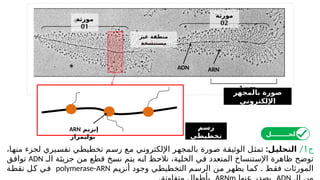 ‫ج‬
1
/
:‫ـل‬
‫ي‬‫التحل‬
‫بالمج‬ ‫صورة‬ ‫الوثیقة‬ ‫تمثل‬
‫هر‬
‫من‬ ‫لجزء‬ ‫تفسیري‬ ‫تخطیطي‬ ‫رسم‬ ‫مع‬ ‫اإللكتروني‬
‫ه‬
،‫ا‬
‫ظا‬ ‫توضح‬
‫ه‬
‫الخلیة‬ ‫في‬ ‫المتعدد‬ ‫اإلستنساخ‬ ‫رة‬
،
‫انه‬ ‫نالحظ‬
‫من‬ ‫قطع‬ ‫نسخ‬ ‫يتم‬
‫الـ‬ ‫جزيئة‬
ADN
‫توافق‬
‫ال‬
‫مورث‬
‫ات‬
.
‫كما‬ ‫فقط‬
‫يظ‬
‫ه‬
‫ر‬
‫من‬
‫أنزيم‬ ‫وجود‬ ‫التخطیطي‬ ‫الرسم‬
polymerase-ARN
‫نقطة‬ ‫كل‬ ‫في‬
‫بالمجهر‬ ‫صورة‬
‫اإللكتروني‬
‫مورثة‬
01
‫مورثة‬
02
‫غير‬ ‫منطقة‬
‫مستنسخة‬
ADN ARN
‫رسم‬
‫تخطيطي‬
‫إنزيم‬
ARN
‫بوليمراز‬ ‫الحــــــــل‬
 