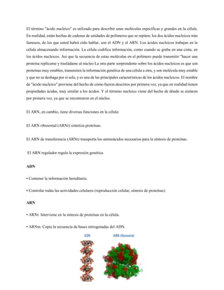 El término "ácido nucleico" es utilizado para describir unas moléculas específicas y grandes en la célula.
En realidad, están hechas de cadenas de unidades de polímeros que se repiten; los dos ácidos nucleicos más
famosos, de los que usted habrá oído hablar, son el ADN y el ARN. Los ácidos nucleicos trabajan en la
célula almacenando información. La célula codifica información, como cuando se graba en una cinta, en
los ácidos nucleicos. Así que la secuencia de estas moléculas en el polímero puede transmitir "hacer una
proteína replícame y trasládame al núcleo La otra parte sorprendente sobre los ácidos nucleicos es que son
proteínas muy estables, transmiten la información genética de una célula a otra, y son molécula muy estable
y que no se deshaga por sí sola, y es una de las principales características de los ácidos nucleicos. El nombre
de "ácido nucleico" proviene del hecho de cómo fueron descritos por primera vez, ya que en realidad tienen
propiedades ácidas, muy similar a los ácidos. Y el término nucleico viene del hecho de dónde se aislaron
por primera vez, ya que se encontraron en el núcleo.
El ARN, en cambio, tiene diversas funciones en la célula:
El ARN ribosomal (ARNr) sintetiza proteínas.
El ARN de transferencia (ARNt) transporta los aminoácidos necesarios para la síntesis de proteínas.
El ARN regulador regula la expresión genética.
ADN
• Contener la información hereditaria.
• Controlar todas las actividades celulares (reproducción celular, síntesis de proteínas).
ARN
• ARNr. Interviene en la síntesis de proteínas en la célula.
• ARNm. Copia la secuencia de bases nitrogenadas del ADN.
 