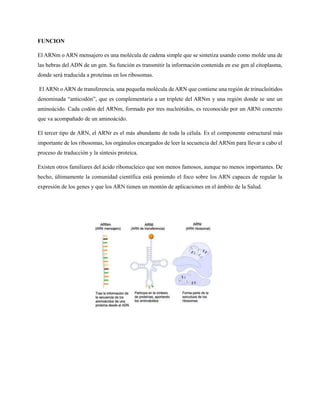 FUNCION
El ARNm o ARN mensajero es una molécula de cadena simple que se sintetiza usando como molde una de
las hebras del ADN de un gen. Su función es transmitir la información contenida en ese gen al citoplasma,
donde será traducida a proteínas en los ribosomas.
El ARNt o ARN de transferencia, una pequeña molécula de ARN que contiene una región de trinucleótidos
denominada “anticodón”, que es complementaria a un triplete del ARNm y una región donde se une un
aminoácido. Cada codón del ARNm, formado por tres nucleótidos, es reconocido por un ARNt concreto
que va acompañado de un aminoácido.
El tercer tipo de ARN, el ARNr es el más abundante de toda la célula. Es el componente estructural más
importante de los ribosomas, los orgánulos encargados de leer la secuencia del ARNm para llevar a cabo el
proceso de traducción y la síntesis proteica.
Existen otros familiares del ácido ribonucleico que son menos famosos, aunque no menos importantes. De
hecho, últimamente la comunidad científica está poniendo el foco sobre los ARN capaces de regular la
expresión de los genes y que los ARN tienen un montón de aplicaciones en el ámbito de la Salud.
 