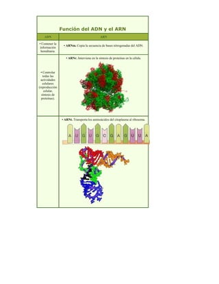 Función del ADN y el ARN
ADN ARN
• Contener la
información
hereditaria.
• ARNm. Copia la secuencia de bases nitrogenadas del ADN.
• Controlar
todas las
actividades
celulares
(reproducción
celular,
síntesis de
proteínas).
• ARNr. Interviene en la síntesis de proteínas en la célula.
• ARNt. Transporta los aminoácidos del citoplasma al ribosoma.
 