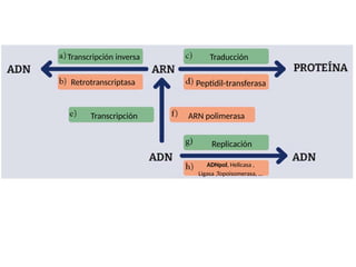 Retrotranscriptasa Inversa Biología molecular ADN-ARN mapa conceptual, Grado Superior en Anatomía ...