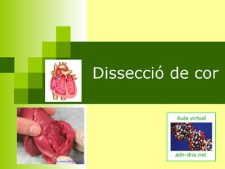 Dissecció de cor 