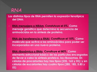 Los distintos tipos de RNA permiten la expresión fenotípica
del DNA:
 RNA mensajero o NRAm. Constutuye el 5%. Como
mensaje genético que determina la secuencia de
aminoácidos en la síntesis de proteína.
 RNA de transferencia o RNAt. Constituye el 15%. Como
molécula que activa a los aminoácidos para poder ser
incorporados en una nueva proteína.
 RNA ribosómico o RNAr. Consituye el 80%. Como
elemento estructural básico de las partículas encargadas
de llevar a cabo la síntesis proteica, los ribosomas. En
células de procariontes hay tres tipos (23S, 16S y 5S); y en
células de eucariontes hay cuatro tipos (28S, 18S, 5.8S y
5S)
 
