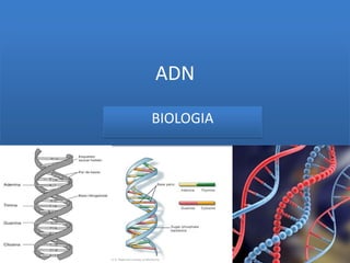 ADN

BIOLOGIA
 