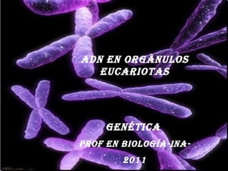 ADN EN ORGàNULOS EUCARIOTAS Genética  Prof en Biología-ina- 2011 