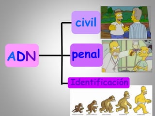 ADN
Identificación
civil
penal
 