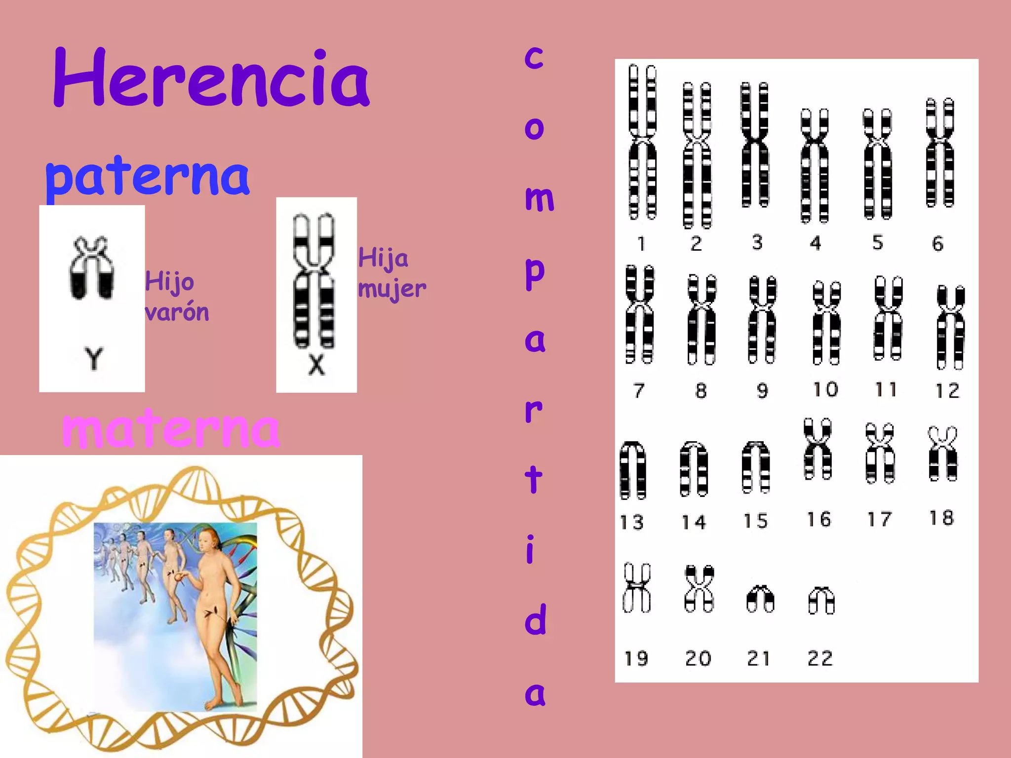 Herencia
paterna
materna
c
o
m
p
a
r
t
i
d
a
Hijo
varón
Hija
mujer