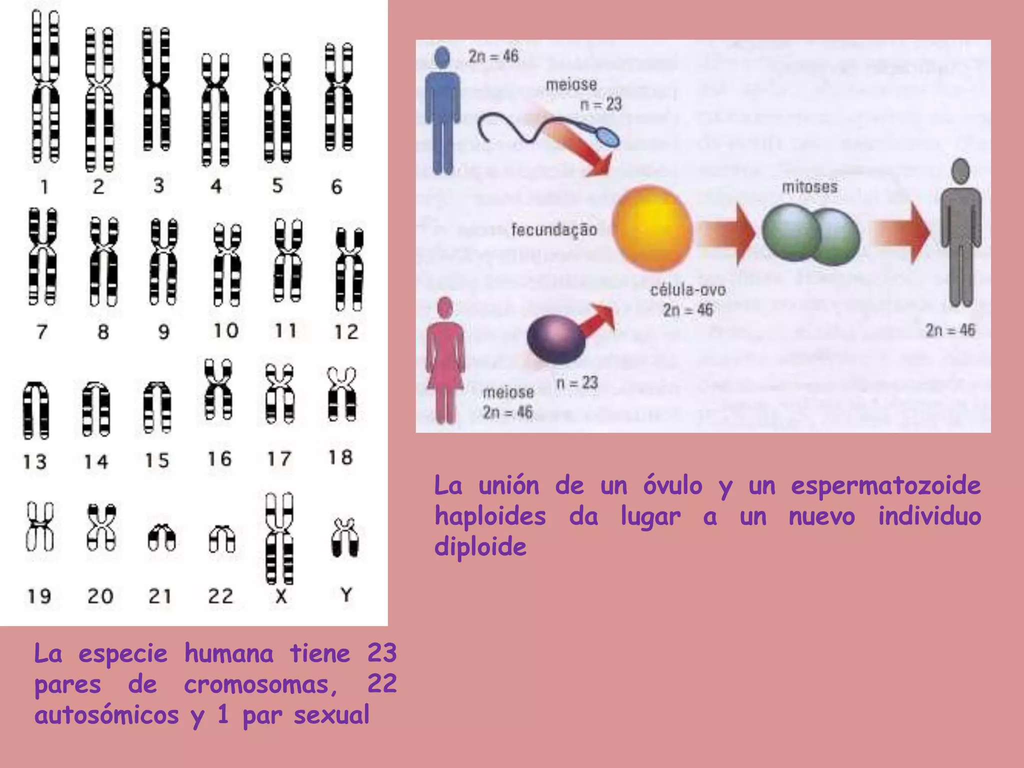 La especie humana tiene 23
pares de cromosomas, 22
autosómicos y 1 par sexual
La unión de un óvulo y un espermatozoide
haploides da lugar a un nuevo individuo
diploide