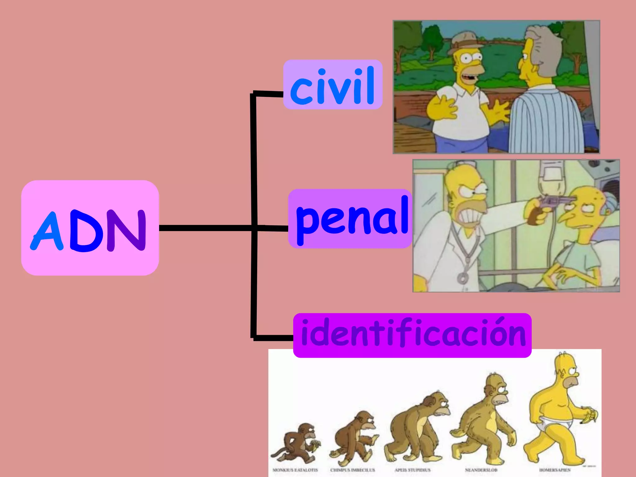 ADN
civil
penal
identificación