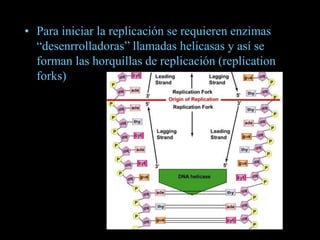 • Para iniciar la replicación se requieren enzimas
“desenrrolladoras” llamadas helicasas y así se
forman las horquillas de replicación (replication
forks)
 