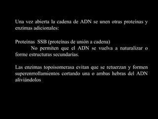 Una vez abierta la cadena de ADN se unen otras proteínas y
enzimas adicionales:
Proteínas SSB (proteínas de unión a cadena)
No permiten que el ADN se vuelva a naturalizar o
forme estructuras secundarias.
Las enzimas topoisomerasa evitan que se retuerzan y formen
superenrrollamientos cortando una o ambas hebras del ADN
aliviándolos
 