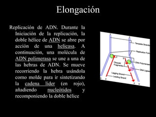 Replicación de ADN. Durante la
Iniciación de la replicación, la
doble hélice de ADN se abre por
acción de una helicasa. A
continuación, una molécula de
ADN polimerasa se une a una de
las hebras de ADN. Se mueve
recorriendo la hebra usándola
como molde para ir sintetizando
la cadena líder (en rojo),
añadiendo nucleótidos y
recomponiendo la doble hélice
Elongación
 