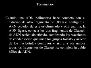 Cuando una ADN polimerasa hace contacto con el
extremo de otro fragmento de Okazaki contiguo el
ARN cebador de este es eliminado y otra enzima, la
ADN ligasa, conecta los dos fragmentos de Okazaki
de ADN recién sintetizado, catalizando las reacciones
de condensación que unen los grupos fosfato y azúcar
de los nucleótidos contiguos y así, una vez unidos
todos los fragmentos de Okazaki se completa la doble
hélice de ADN.
Terminación
 