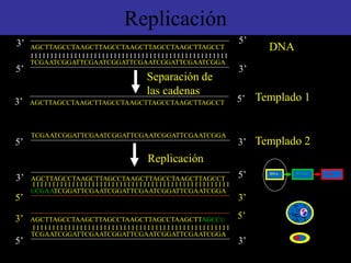 Replicación
AGCTTAGCCTAAGCTTAGCCTAAGCTTAGCCTAAGCTTAGCCT
TCGAATCGGATTCGAATCGGATTCGAATCGGATTCGAATCGGA
I I I I I I I I I I I I I I I I I I I I I I I I I I I I I I I I I I I I I I I I I I I I I I I I I I
5’
5’
3’
3’
TCGAATCGGATTCGAATCGGATTCGAATCGGATTCGAATCGGA
5’ 3’
AGCTTAGCCTAAGCTTAGCCTAAGCTTAGCCTAAGCTTAGCCT 5’
3’
TCGAATCGGATTCGAATCGGATTCGAATCGGATTCGAATCGGA
5’ 3’
AGCTTAGCCTAAGCTTAGCCTAAGCTTAGCCTAAGCTTAGCCT 5’
3’
5’
3’ AGCTTAGCCTAAGCTTAGCCTAAGCTTAGCCTAAGCTTAGCCU
I I I I I I I I I I I I I I I I I I I I I I I I I I I I I I I I I I I I I I I I I I I I I I I I I I
UCGAATCGGATTCGAATCGGATTCGAATCGGATTCGAATCGGA
5’ 3’
I I I I I I I I I I I I I I I I I I I I I I I I I I I I I I I I I I I I I I I I I I I I I I I I I I
DNA
Separación de
las cadenas
Replicación
DNA RNAm Polip
Templado 1
Templado 2
 