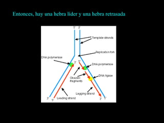 Entonces, hay una hebra líder y una hebra retrasada
 