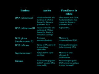Enzima Acción Función en la
célula
DNA polimerasa I Añade nucleótidos a la
molécula de DNA en
formación. Remueve
primers de RNA
Llena huecos en el DNA,
fundamentalmente para
reparación. Remueve
primers de RNA.
DNA polimerasa III Añade nucleótidos a la
molécula de DNA en
formación. Revisa la
seecuencia y corrige
Replica DNA
DNA girasa
(topoisomerasa II)
Promueve
superenrrolamiento
Mantiene la
compactación del DNA
DNA helicasa Se une al DNA cerca de
la horquilla de
replicación
Promueve la separación
de las hebras de DNA
Topoisomerasa I Relaja el DNA super
enrollado
Mantiene el nivel
adecuado de
enrollamiento
Primasa Hace cadenas pequeñas
de RNA unsando DNA
como molde
Se necesita para que la
DNA polimerasa replique
la hebra “retrasada”
 