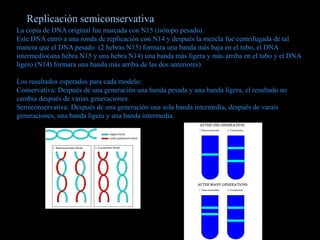 Replicación semiconservativa
La copia de DNA original fue marcada con N15 (isótopo pesado).
Este DNA entró a una ronda de replicación con N14 y después la mezcla fue centrifugada de tal
manera que el DNA pesado (2 hebras N15) formara una banda más baja en el tubo, el DNA
intermedio(una hebra N15 y una hebra N14) una banda más ligera y más arriba en el tubo y el DNA
ligero (N14) formara una banda más arriba de las dos anteriores).
Los resultados esperados para cada modelo:
Conservativa: Después de una generación una banda pesada y una banda ligera, el resultado no
cambia después de varias generaciones.
Semiconservativa: Después de una generación una sola banda intermedia, después de varais
generaciones, una banda ligera y una banda intermedia.
 