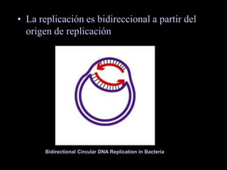 • La replicación es bidireccional a partir del
origen de replicación
Bidirectional Circular DNA Replication in Bacteria
 