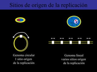 Sitios de origen de la replicación
Genoma circular
1 sitio origen
de la replicación
Genoma lineal
varios sitios origen
de la replicación
 