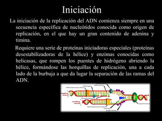 La iniciación de la replicación del ADN comienza siempre en una
secuencia específica de nucleótidos conocida como origen de
replicación, en el que hay un gran contenido de adenina y
timina.
Requiere una serie de proteínas iniciadoras especiales (proteínas
desestabilizadoras de la hélice) y enzimas conocidas como
helicasas, que rompen los puentes de hidrógeno abriendo la
hélice, formándose las horquillas de replicación, una a cada
lado de la burbuja a que da lugar la separación de las ramas del
ADN.
Iniciación
 