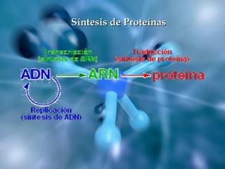 Síntesis de ProteínasSíntesis de Proteínas
 