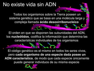 No existe vida sin ADN
Todos los organismos sobre la Tierra poseen un
sistema genético que se basa en una molécula larga y
compleja llamada ácido desoxirribonucleico
El orden en que se disponen las subunidades del ADN,
los nucleótidos, codifica la información que determina las
características individuales de los organismos
El código genético es el mismo en todos los seres vivos,
pero cada organismo de una especie dada posee un
ADN característico, de modo que cada especie únicamente
puede generar individuos de su misma especie
 