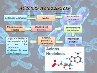 Sustancias fosfatadas Núcleo
Parte de los
cromosomas
Macromoléculas
lineales
elevado peso
molecular
secuencias de
nucleótidos
Información
genética
Enzimas,
proteínas y
aminoácidos
Longitud variable: 4
mm bacterias y 1,7
m en los
cromosomas
somáticos de una
célula humana.
presente
constituyendo
 