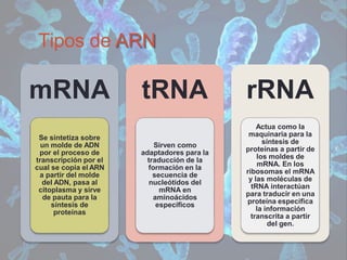 Tipos de ARN
Se sintetiza sobre
un molde de ADN
por el proceso de
transcripción por el
cual se copia el ARN
a partir del molde
del ADN, pasa al
citoplasma y sirve
de pauta para la
síntesis de
proteínas
mRNA tRNA
Sirven como
adaptadores para la
traducción de la
formación en la
secuencia de
nucleótidos del
mRNA en
aminoácidos
específicos
rRNA
Actua como la
maquinaria para la
síntesis de
proteínas a partir de
los moldes de
mRNA. En los
ribosomas el mRNA
y las moléculas de
tRNA interactúan
para traducir en una
proteína especifica
la información
transcrita a partir
del gen.
 