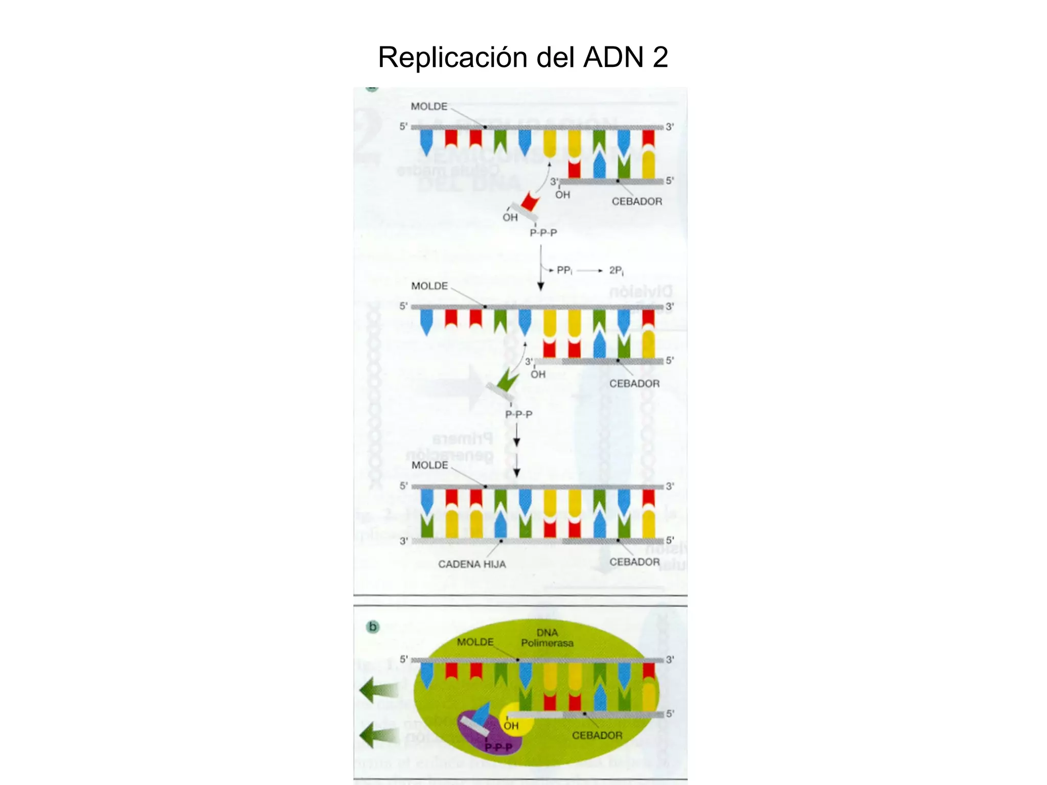 Replicación del ADN 2
 