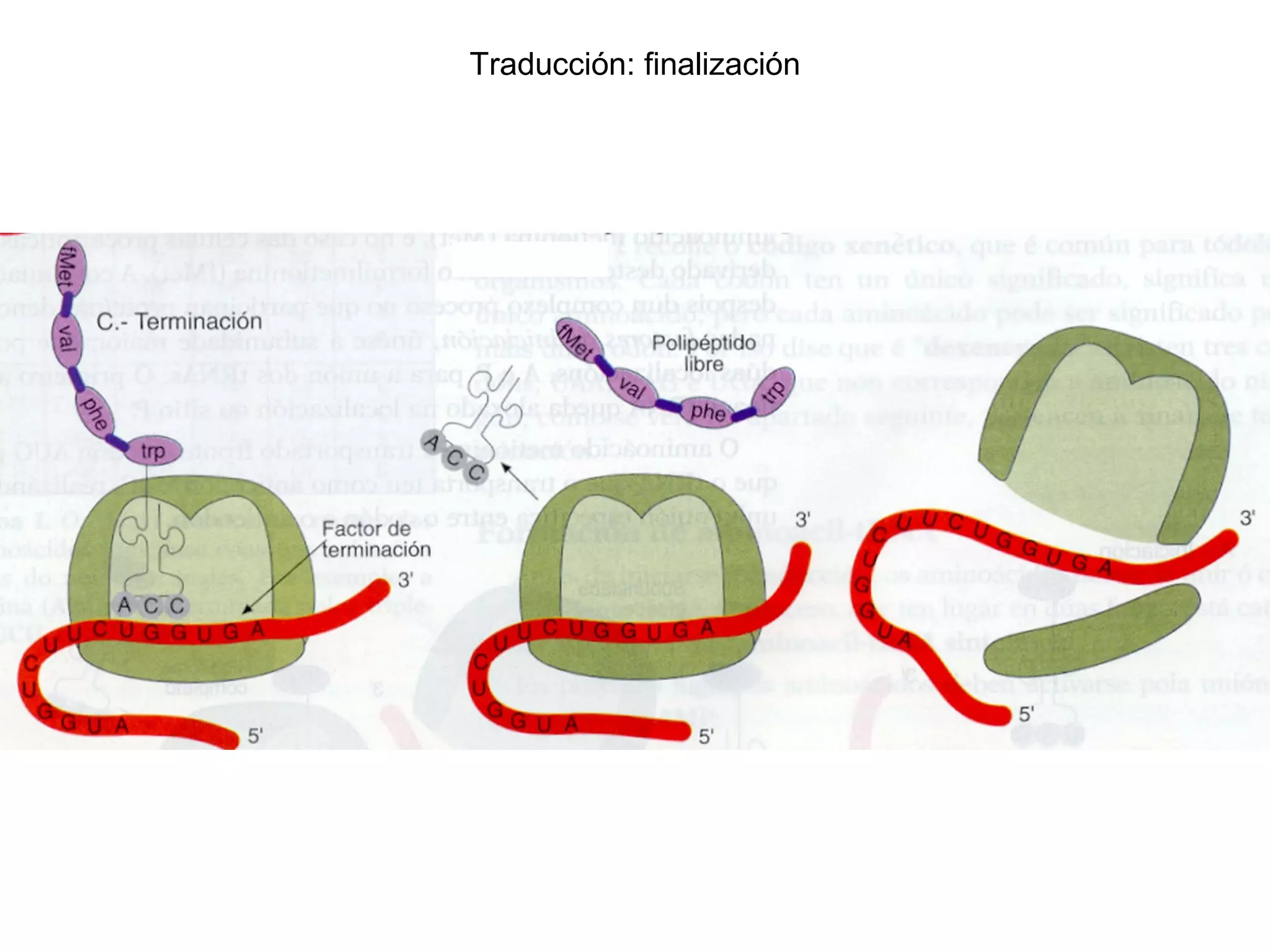 Traducción: finalización
 