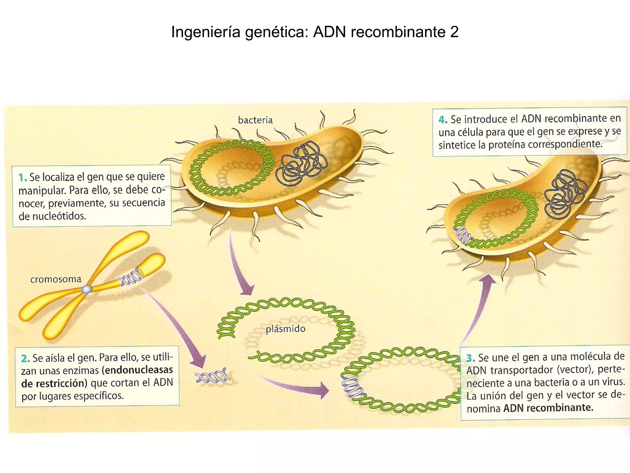 Ingeniería genética: ADN recombinante 2
 