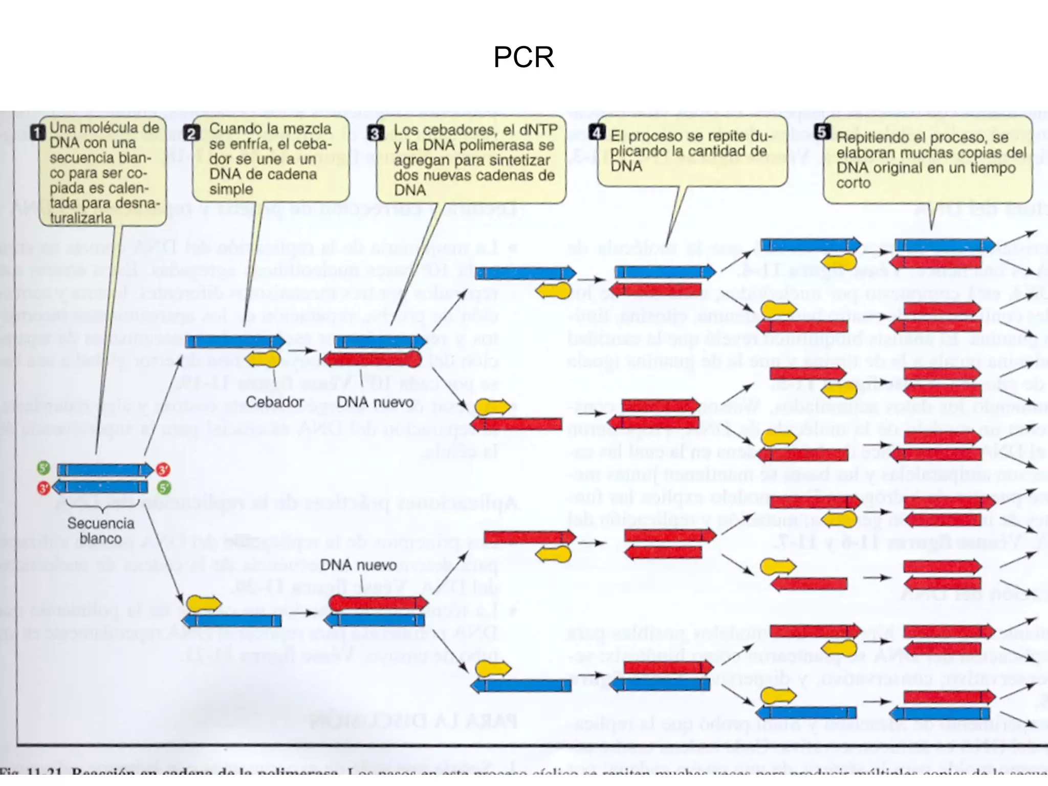 PCR
 