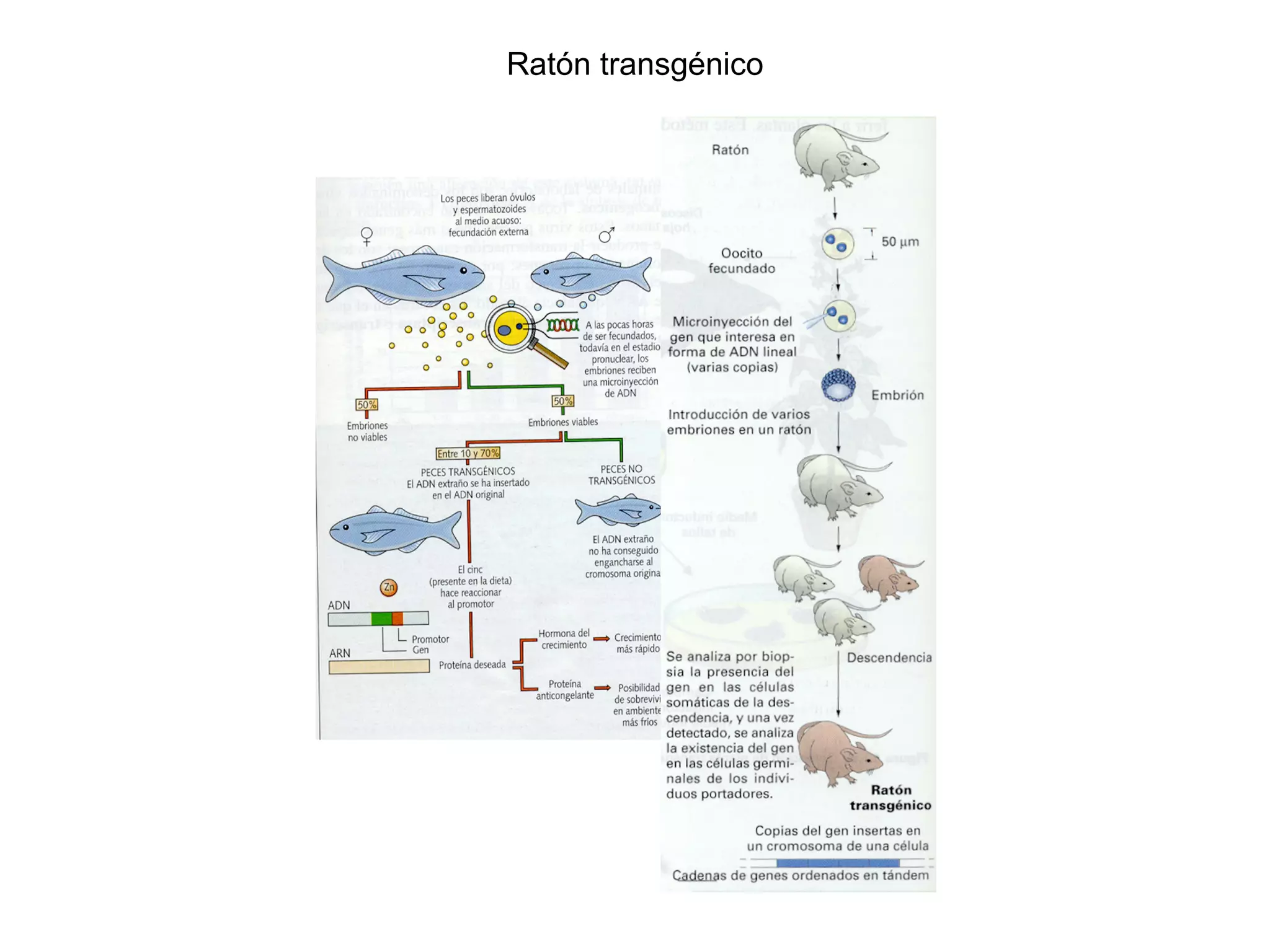 Ratón transgénico
 