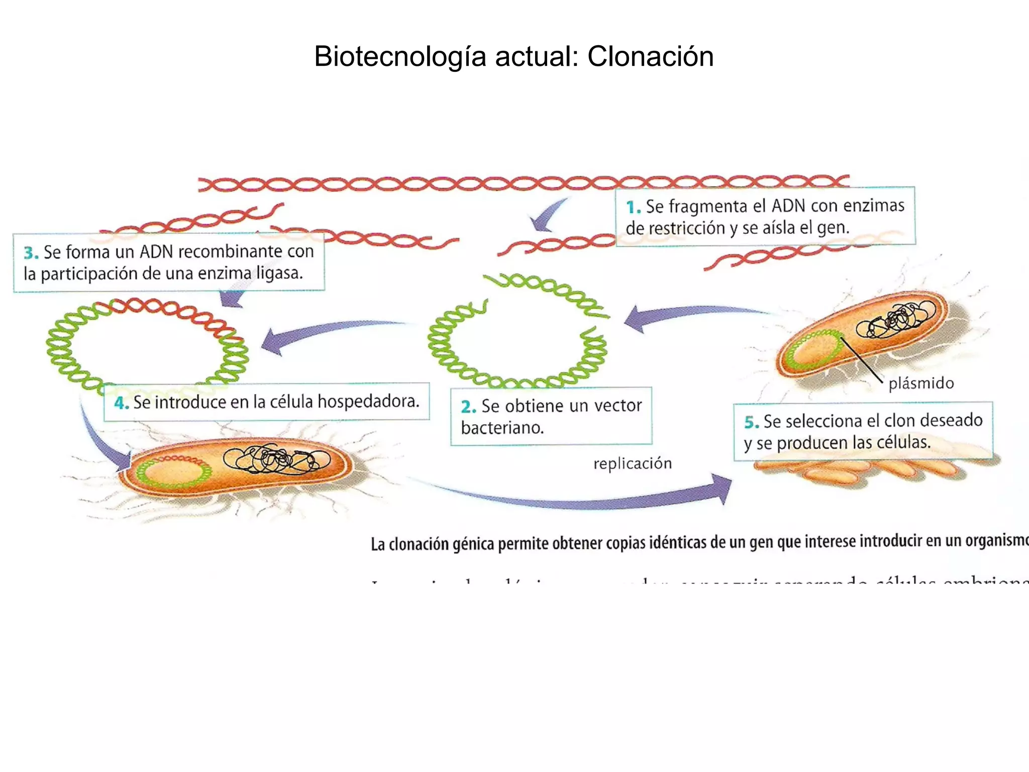 Biotecnología actual: Clonación
 