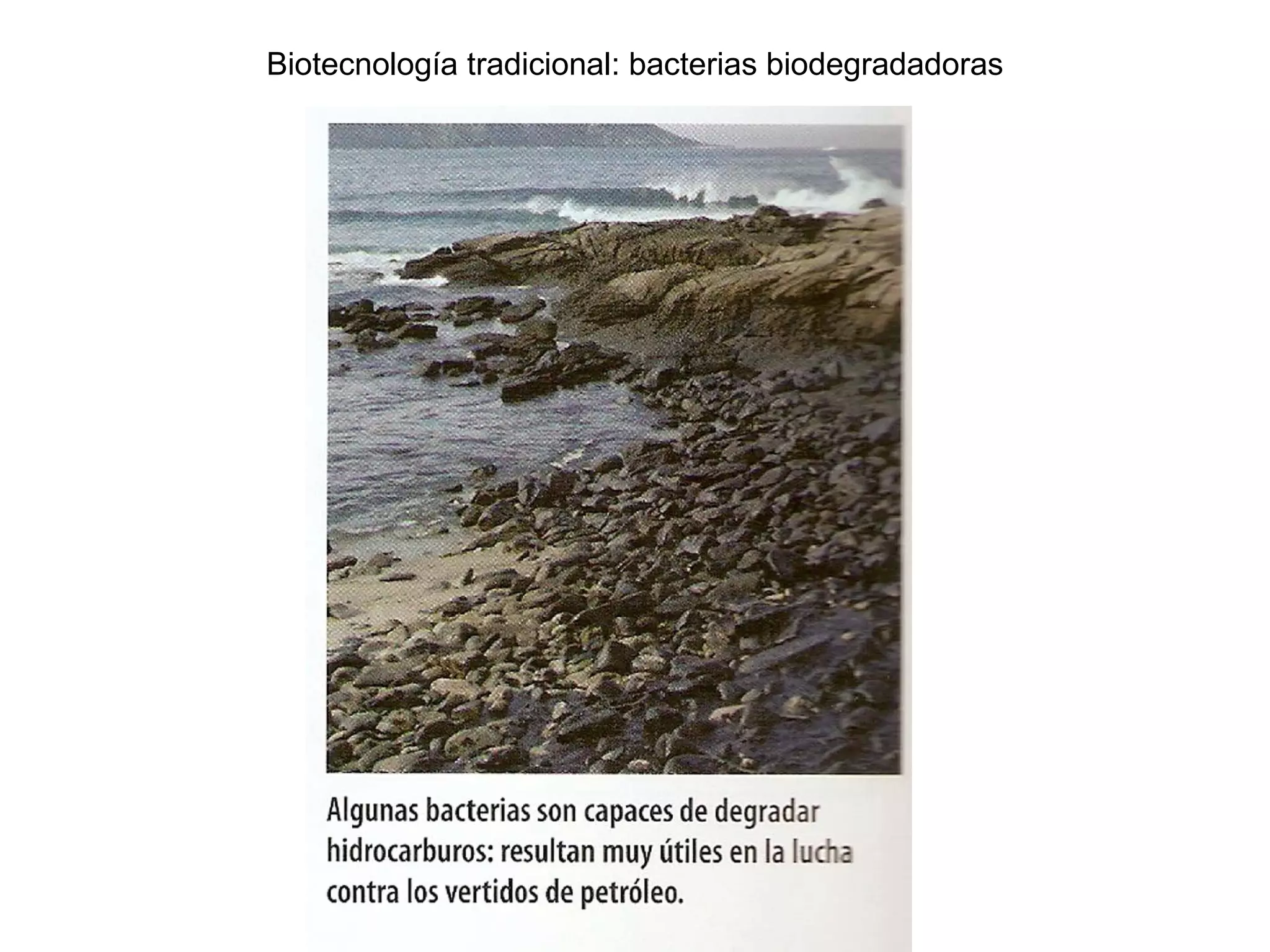 Biotecnología tradicional: bacterias biodegradadoras
 