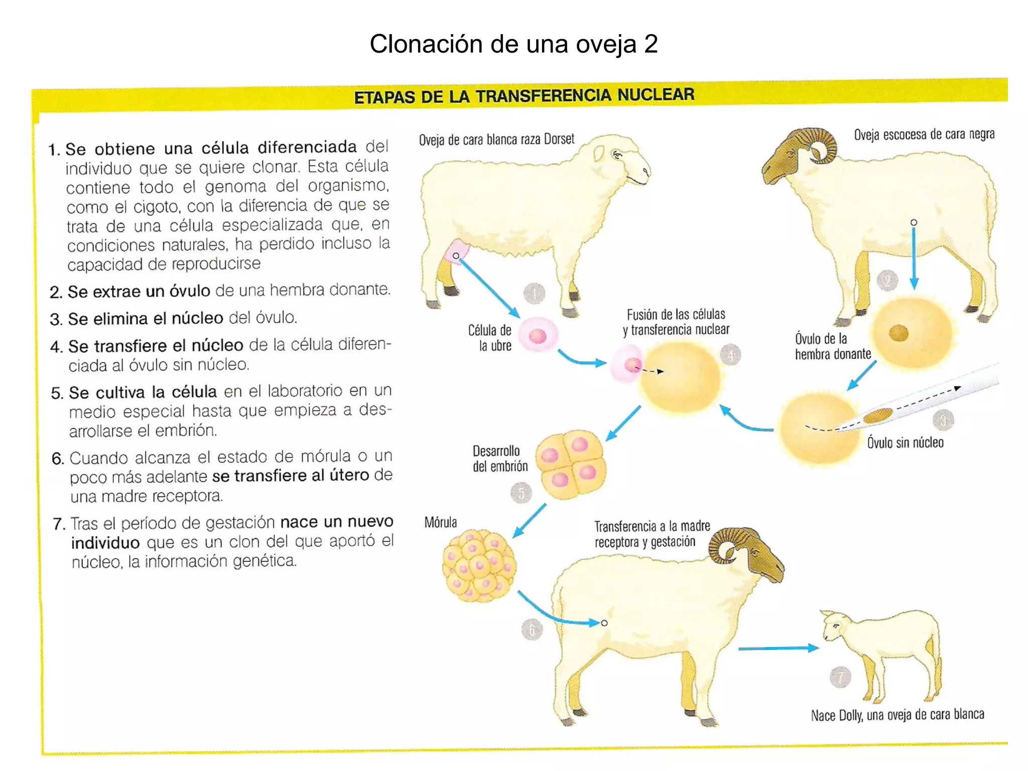 Clonación de una oveja 2
 