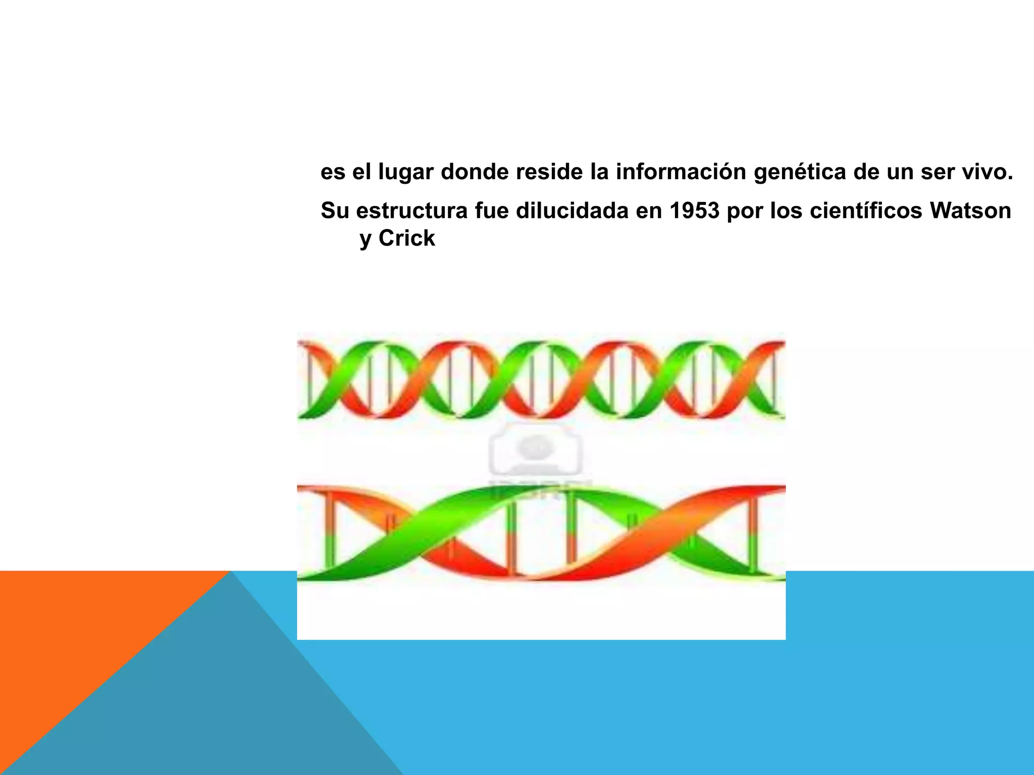 es el lugar donde reside la información genética de un ser vivo.
Su estructura fue dilucidada en 1953 por los científicos Watson
y Crick

 