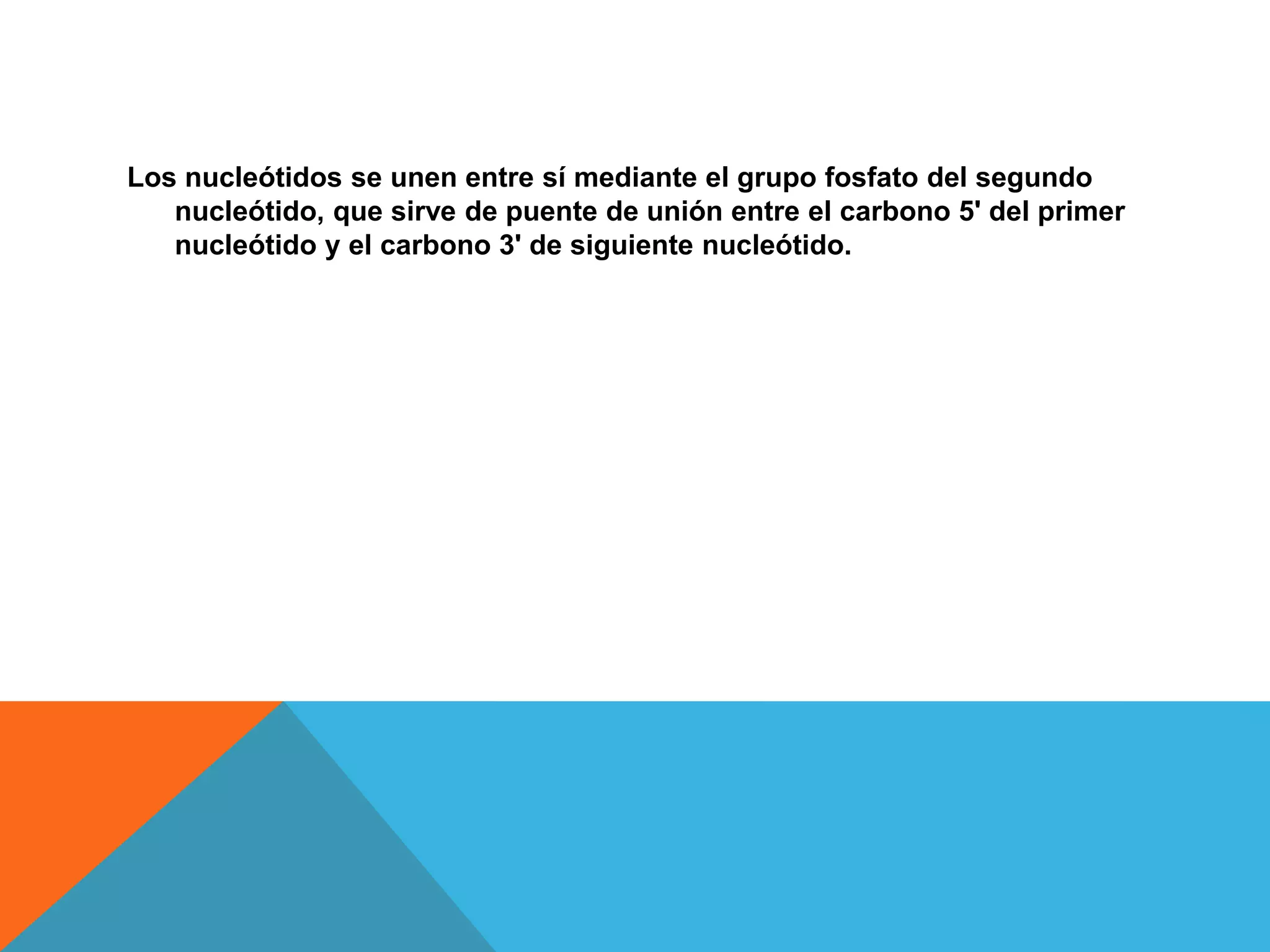 Los nucleótidos se unen entre sí mediante el grupo fosfato del segundo
nucleótido, que sirve de puente de unión entre el carbono 5' del primer
nucleótido y el carbono 3' de siguiente nucleótido.

 