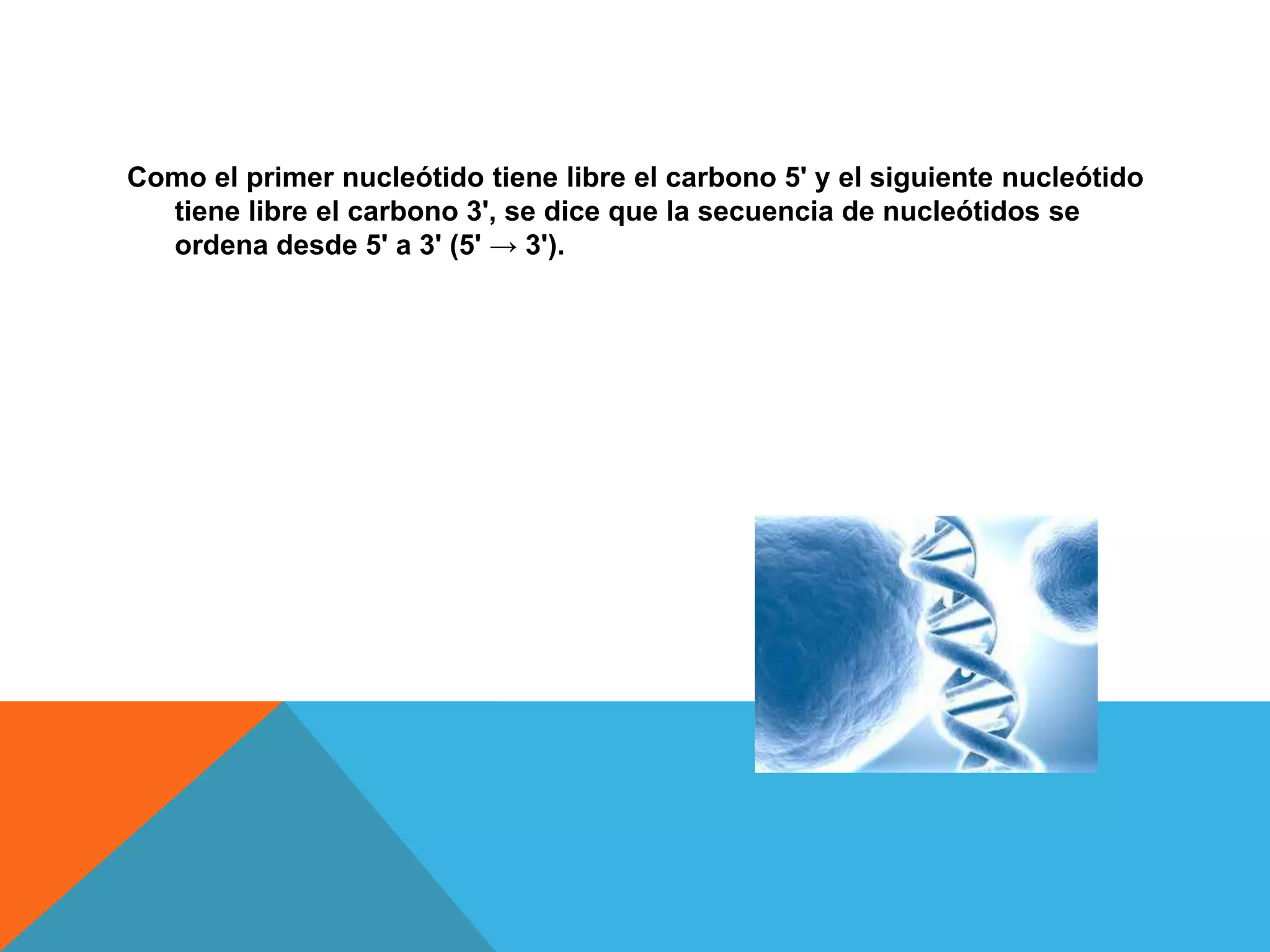 Como el primer nucleótido tiene libre el carbono 5' y el siguiente nucleótido
tiene libre el carbono 3', se dice que la secuencia de nucleótidos se
ordena desde 5' a 3' (5' → 3').

 