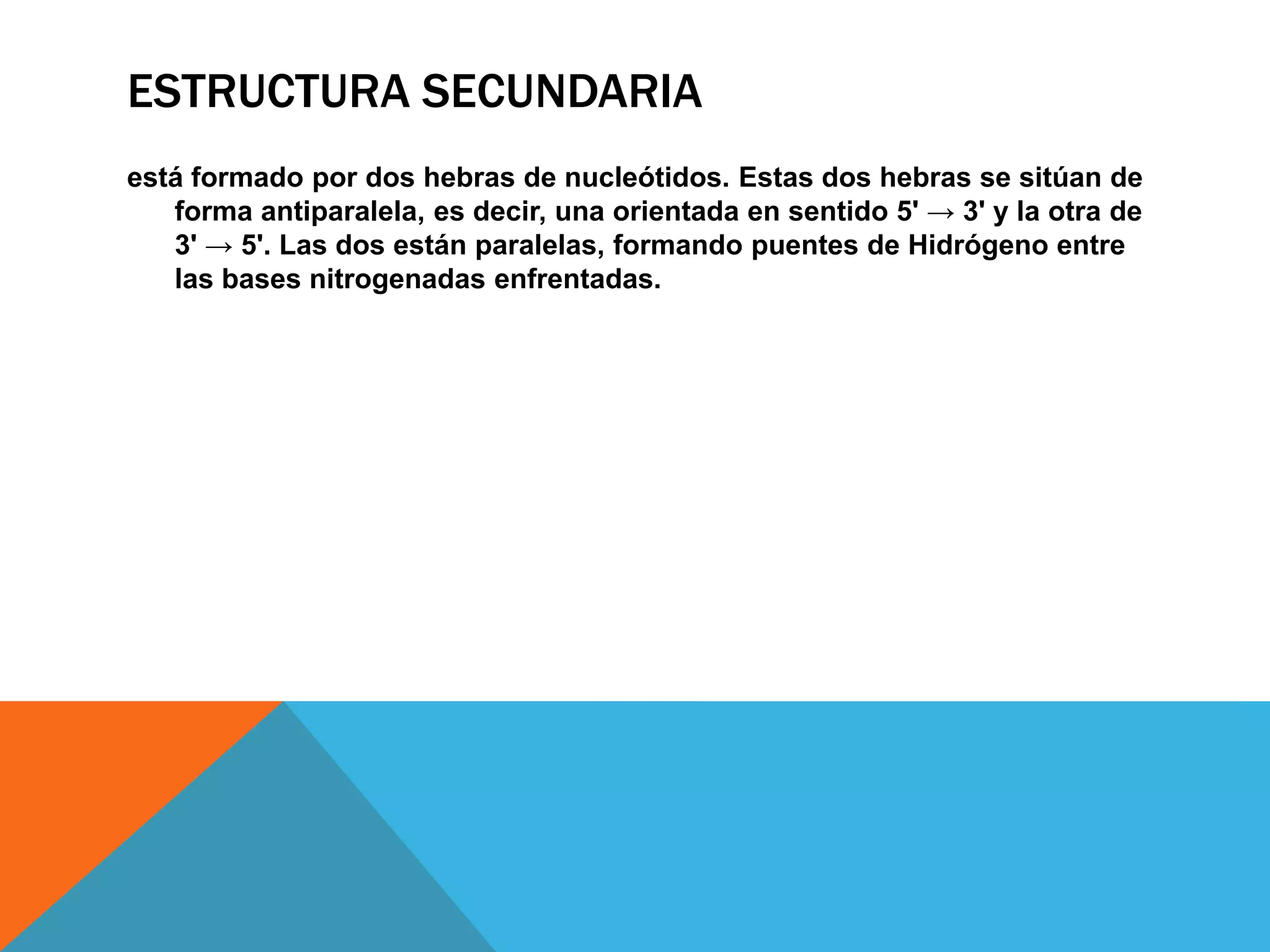 ESTRUCTURA SECUNDARIA
está formado por dos hebras de nucleótidos. Estas dos hebras se sitúan de
forma antiparalela, es decir, una orientada en sentido 5' → 3' y la otra de
3' → 5'. Las dos están paralelas, formando puentes de Hidrógeno entre
las bases nitrogenadas enfrentadas.

 
