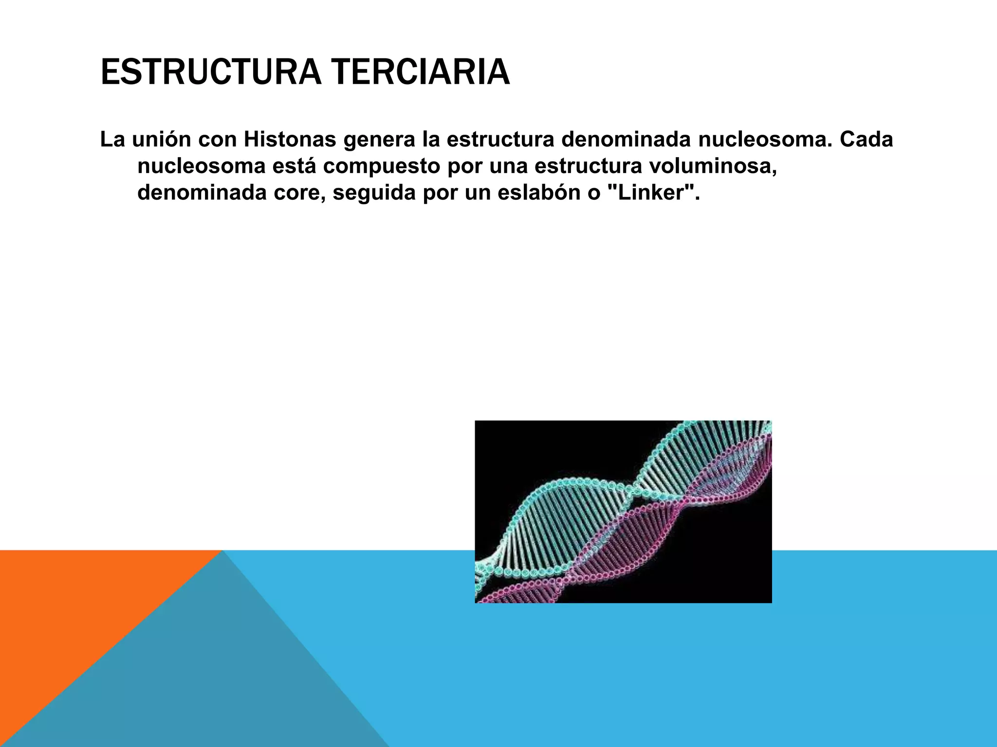 ESTRUCTURA TERCIARIA
La unión con Histonas genera la estructura denominada nucleosoma. Cada
nucleosoma está compuesto por una estructura voluminosa,
denominada core, seguida por un eslabón o "Linker".

 