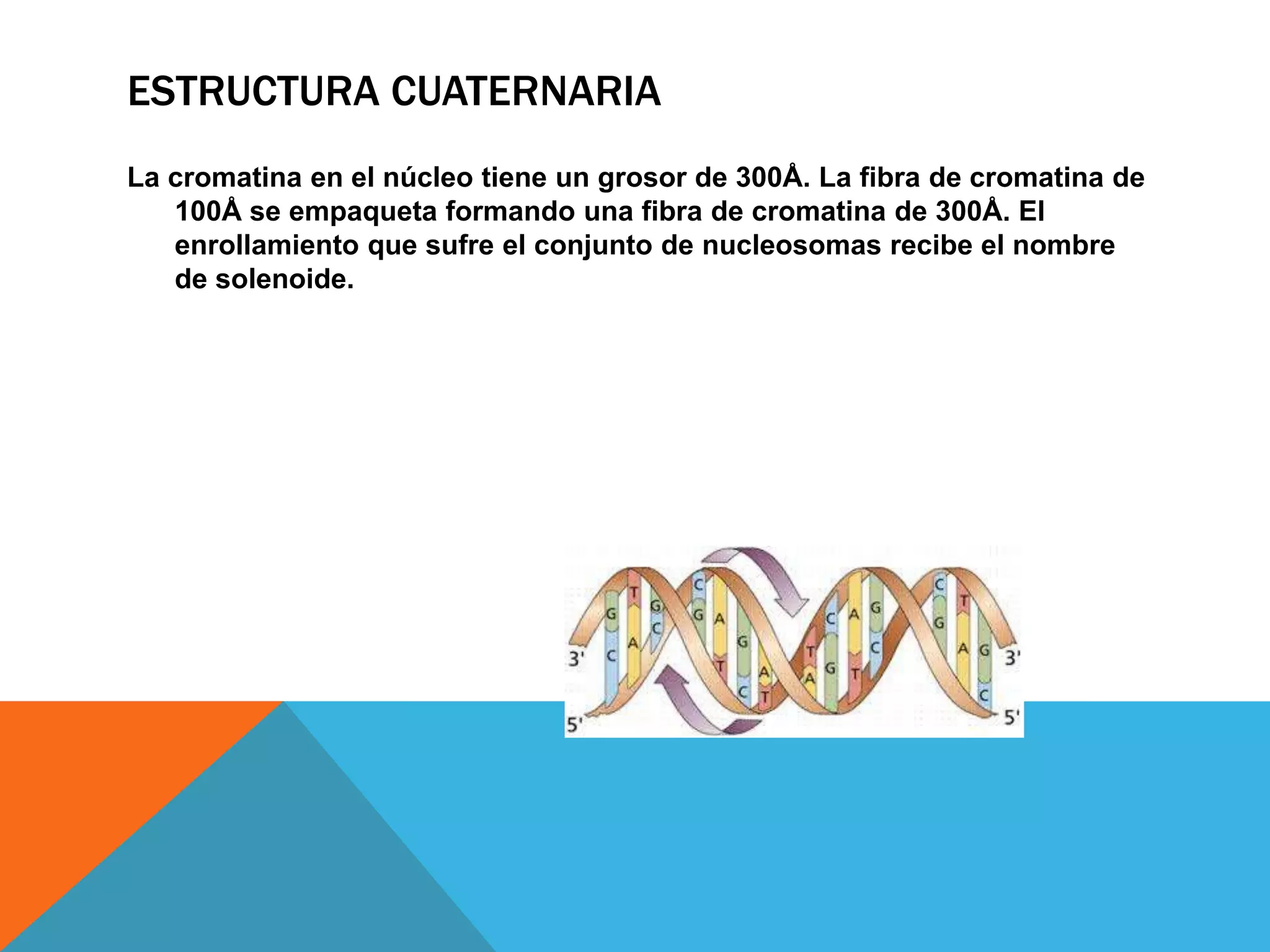 ESTRUCTURA CUATERNARIA
La cromatina en el núcleo tiene un grosor de 300Å. La fibra de cromatina de
100Å se empaqueta formando una fibra de cromatina de 300Å. El
enrollamiento que sufre el conjunto de nucleosomas recibe el nombre
de solenoide.

 