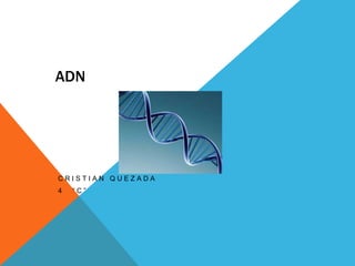 ADN

CRISTIAN QUEZADA
4

“C”

 