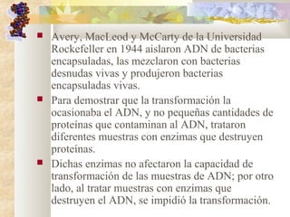  Avery, MacLeod y McCarty de la Universidad
Rockefeller en 1944 aislaron ADN de bacterias
encapsuladas, las mezclaron con bacterias
desnudas vivas y produjeron bacterias
encapsuladas vivas.
 Para demostrar que la transformación la
ocasionaba el ADN, y no pequeñas cantidades de
proteínas que contaminan al ADN, trataron
diferentes muestras con enzimas que destruyen
proteínas.
 Dichas enzimas no afectaron la capacidad de
transformación de las muestras de ADN; por otro
lado, al tratar muestras con enzimas que
destruyen el ADN, se impidió la transformación.
 