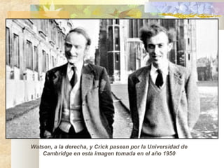 Watson, a la derecha, y Crick pasean por la Universidad de
Cambridge en esta imagen tomada en el año 1950
 