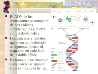  El ADN de los
cromosomas se compone
de dos cadenas
enrolladas una a la otra
en una doble hélice.
 Los azúcares y fosfatos
que unen un nucleótido
al siguiente forman el
esqueleto en cada lado
de la doble hélice.
 En tanto que las bases de
cada cadena se aparean
en el centro de la hélice.
 