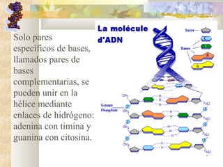 Solo pares
específicos de bases,
llamados pares de
bases
complementarias, se
pueden unir en la
hélice mediante
enlaces de hidrógeno:
adenina con timina y
guanina con citosina.
 