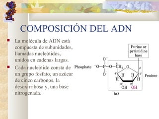COMPOSICIÓN DEL ADN
 La molécula de ADN está
compuesta de subunidades,
llamadas nucleótidos,
unidos en cadenas largas.
 Cada nucleótido consta de
un grupo fosfato, un azúcar
de cinco carbonos, la
desoxirribosa y, una base
nitrogenada.
 